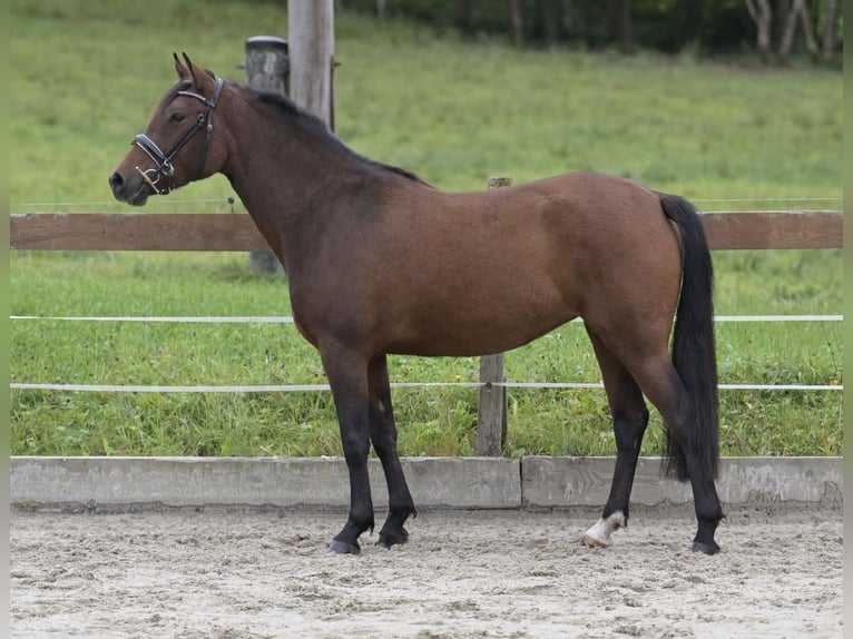 New Forest Pony Mare 3 years 14,2 hh Brown in Abtenau