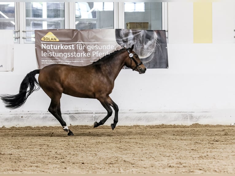 New Forest Pony Mare 3 years 14,2 hh Brown in Abtenau