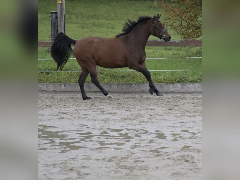 New Forest Pony Mare 3 years 14,2 hh Brown in Abtenau