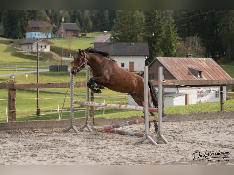 New Forest Pony Mare 3 years 14,2 hh Brown in Abtenau