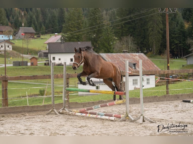 New Forest Pony Mare 3 years 14,2 hh Brown in Abtenau