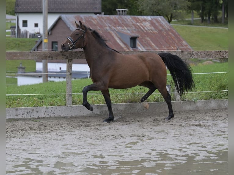 New Forest Pony Mare 3 years 14,2 hh Brown in Abtenau