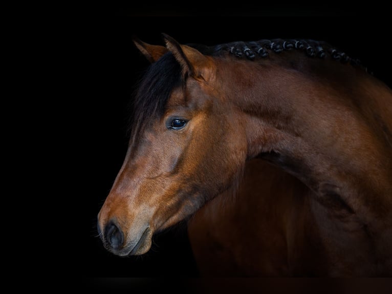 New Forest Pony Mare 3 years 14,2 hh Brown in Abtenau