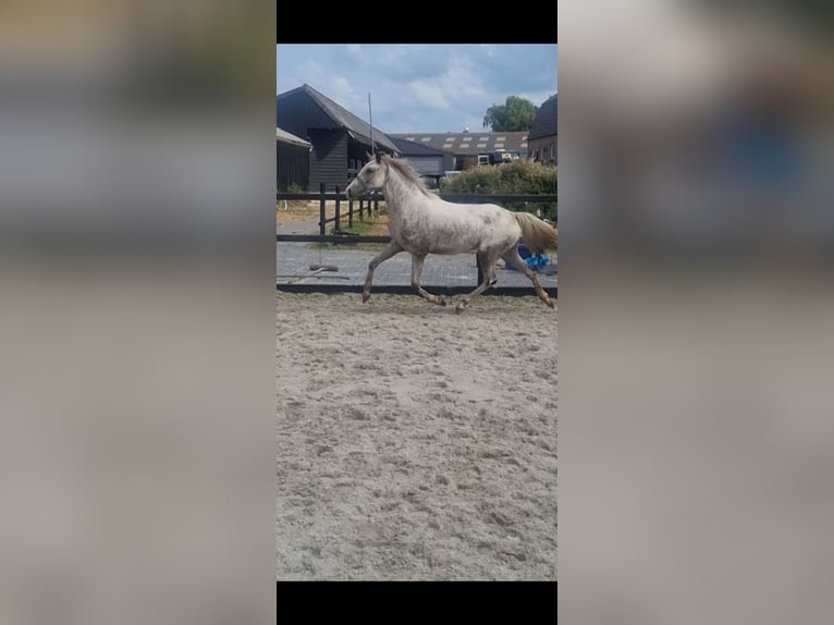 New Forest Pony Mare 3 years 14,2 hh Leopard-Piebald in Moerkapelle