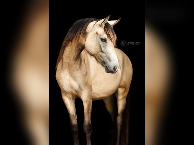 New Forest Pony Mare 3 years 14 hh Dun in Buchholz (Westerwald)