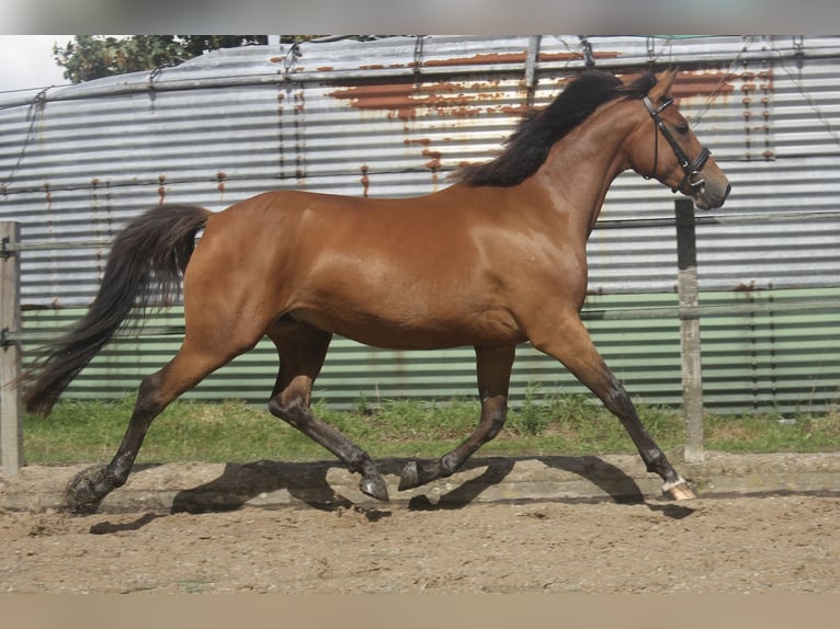 New Forest Pony Mix Mare 3 years 15.1 hh Brown in Eemnes
