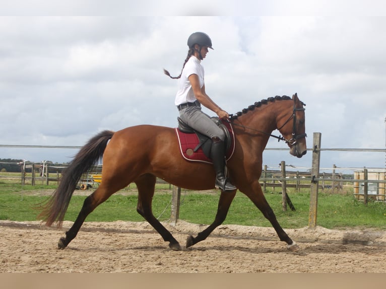 New Forest Pony Mix Mare 3 years 15.1 hh Brown in Eemnes