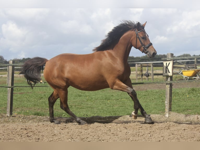 New Forest Pony Mix Mare 3 years 15.1 hh Brown in Eemnes