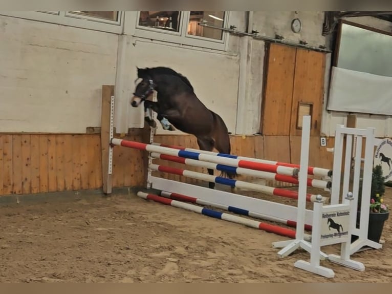 New Forest Pony Mare 3 years Brown in Basdahl