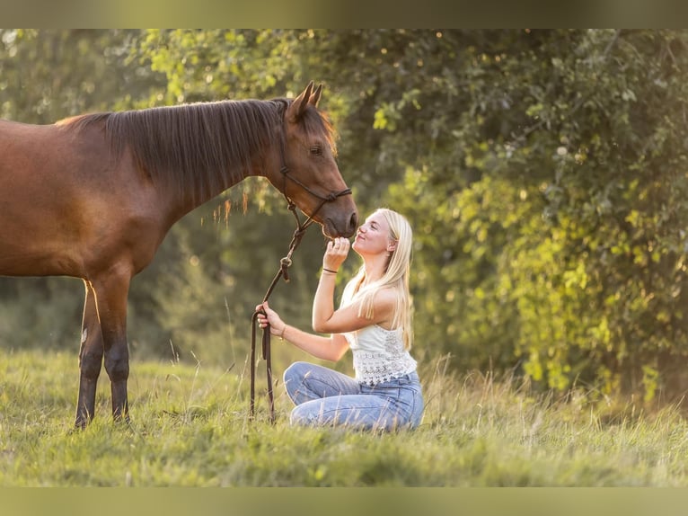 New Forest Pony Mare 4 years 13.2 hh Brown in Roermond