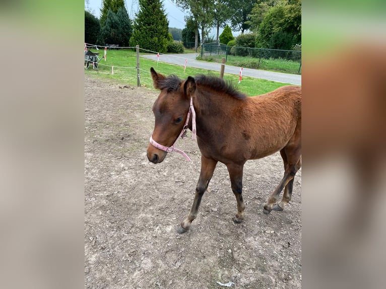 New Forest Pony Mare 4 years 13.2 hh Brown in Roermond