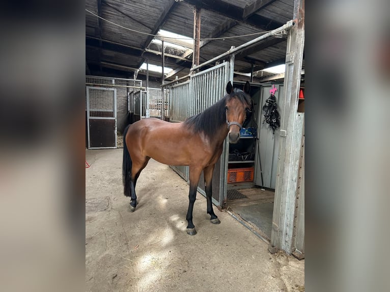 New Forest Pony Mare 4 years 13.2 hh Brown in Roermond