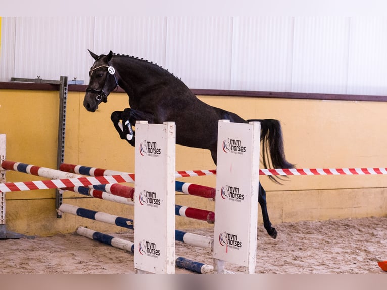 New Forest Pony Mare 4 years 14 hh Grey-Blue-Tan in Paterswolde