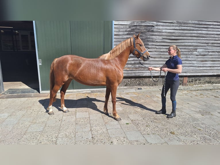 New Forest Pony Mix Mare 4 years 14,1 hh Chestnut-Red in Daarlerveen