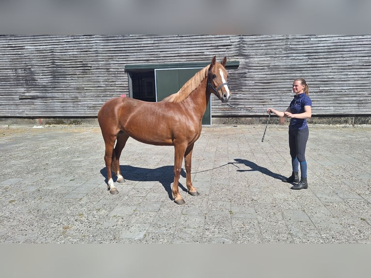 New Forest Pony Mix Mare 4 years 14,1 hh Chestnut-Red in Daarlerveen