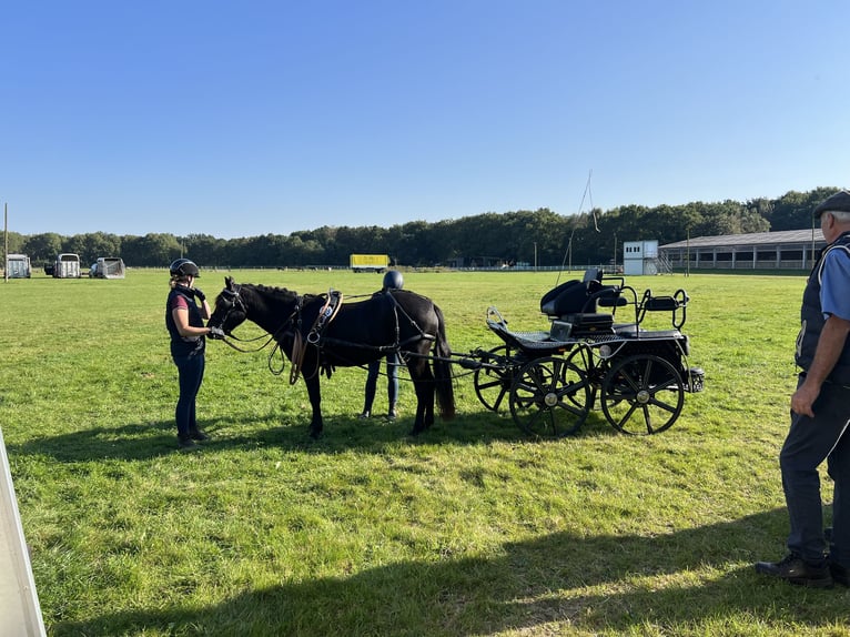 New Forest Pony Mare 5 years 13,2 hh Black in Rausdorf