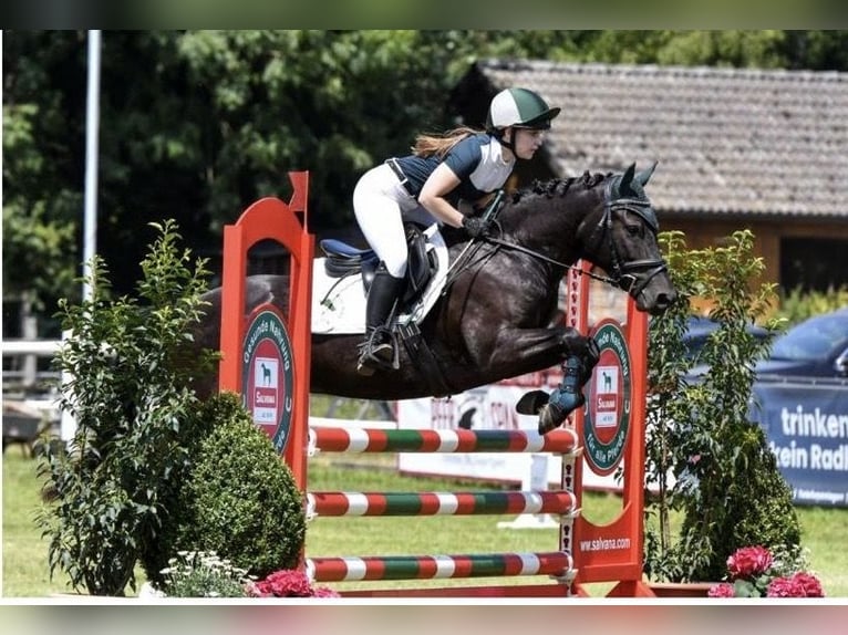 New Forest Pony Mare 5 years 13,2 hh Black in Rausdorf