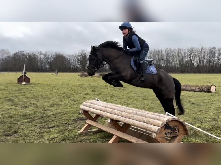 New Forest Pony Mare 5 years 13,2 hh Black in Rausdorf