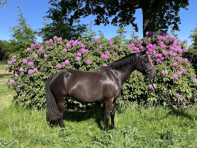 New Forest Pony Mix Mare 5 years 13,2 hh Brown in Haps