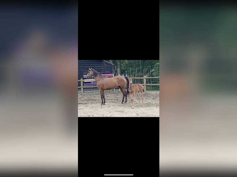 New Forest Pony Mare 5 years 14,2 hh Brown in Steensel