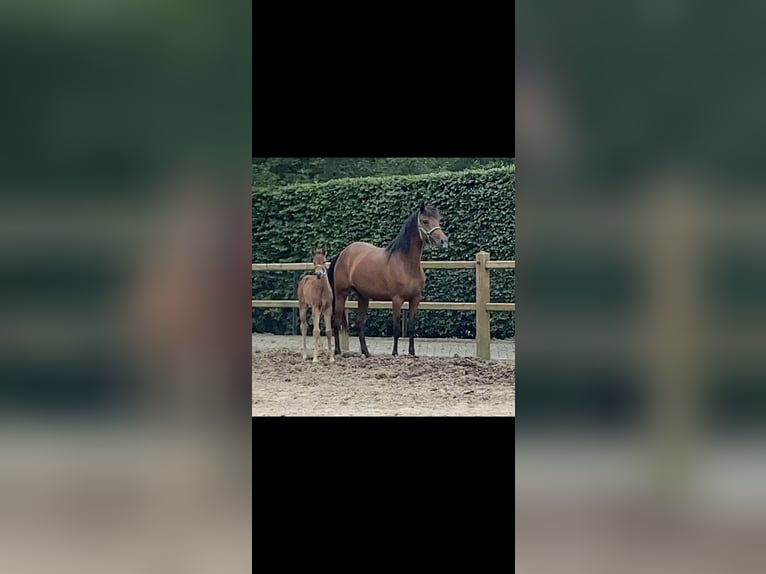 New Forest Pony Mare 5 years 14,2 hh Brown in Steensel