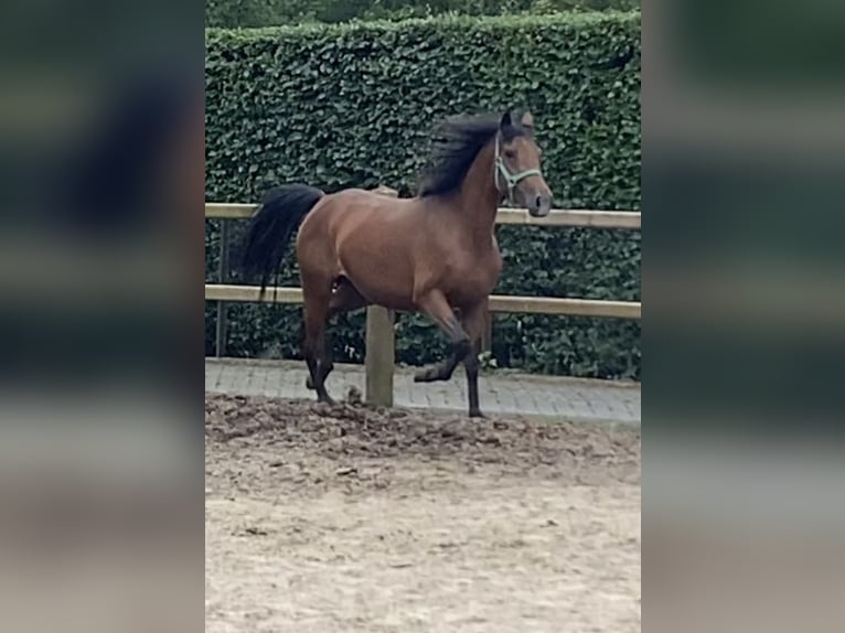 New Forest Pony Mare 5 years 14,2 hh Brown in Steensel