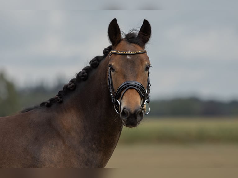 New Forest Pony Mare 5 years 14 hh Bay-Dark in Gaanderen