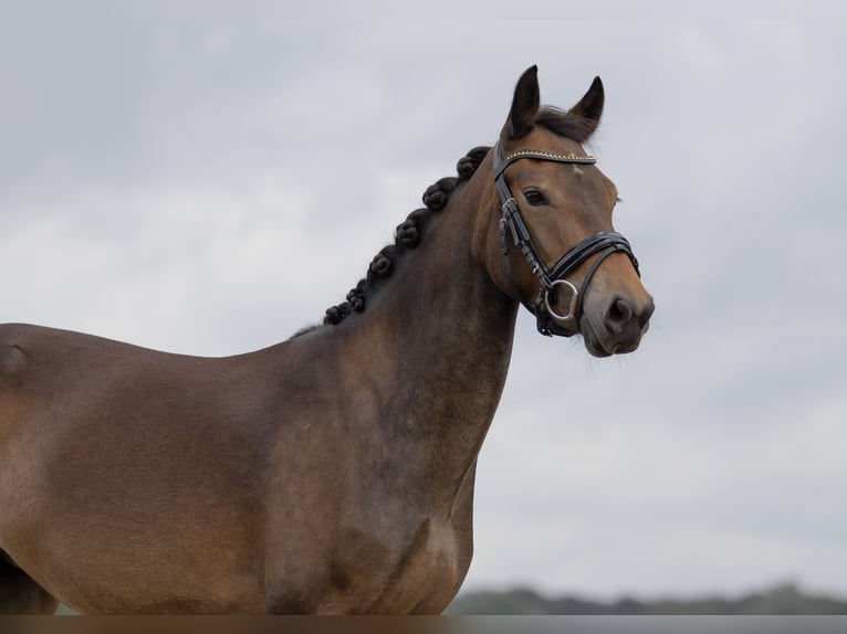 New Forest Pony Mare 5 years 14 hh Bay-Dark in Gaanderen