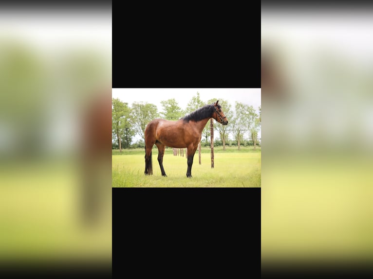 New Forest Pony Mare 6 years 12,2 hh Brown in Leeuwarden