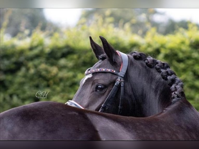 New Forest Pony Mare 6 years 13,1 hh Black in Dongen