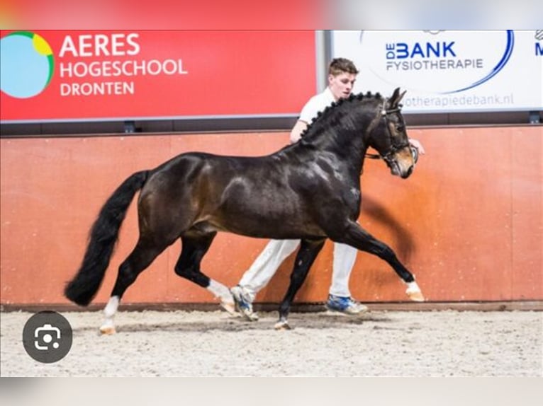 New Forest Pony Mare 6 years 13,1 hh Black in Dongen