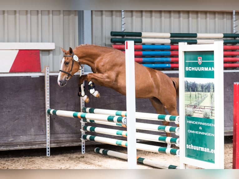 New Forest Pony Mare 6 years 13,3 hh Roan-Red in Pronstorf