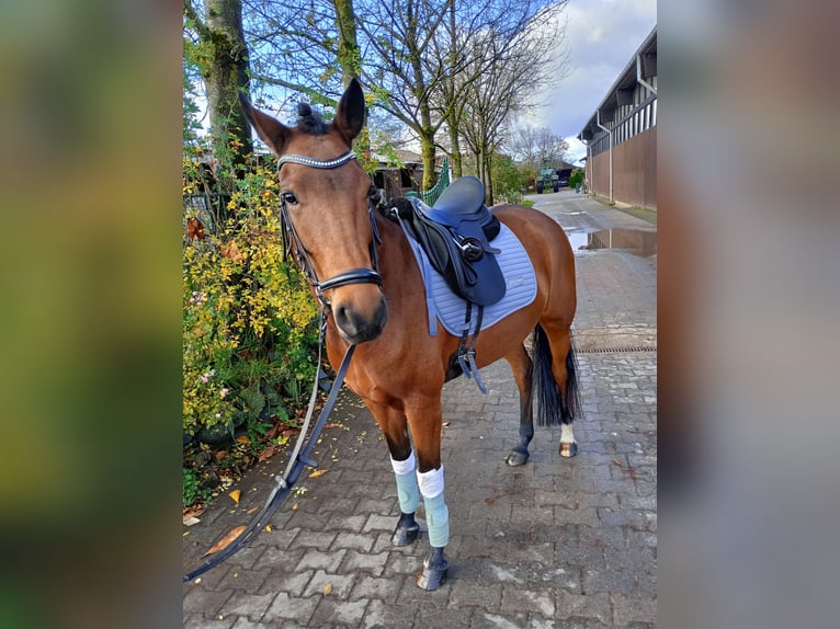 New Forest Pony Mare 6 years 14,1 hh Brown in Bonn