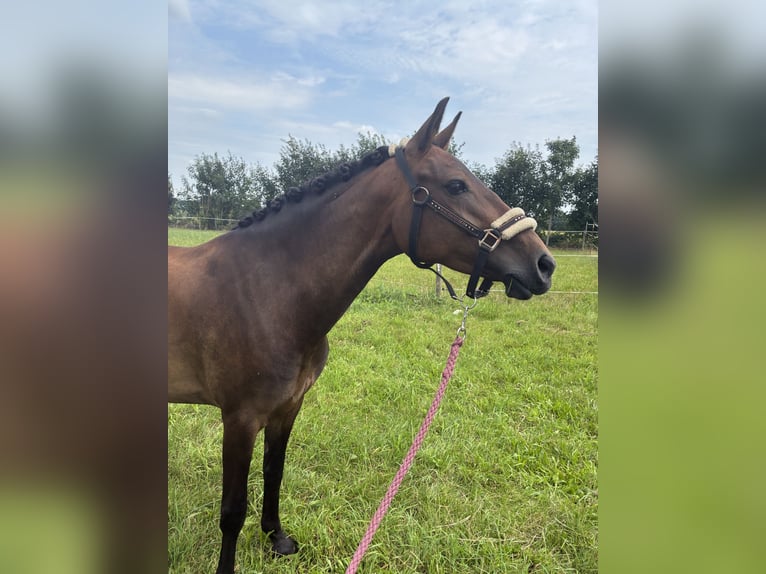 New Forest Pony Mare 6 years 14,1 hh Bay-Dark in PinnebergPinneberg