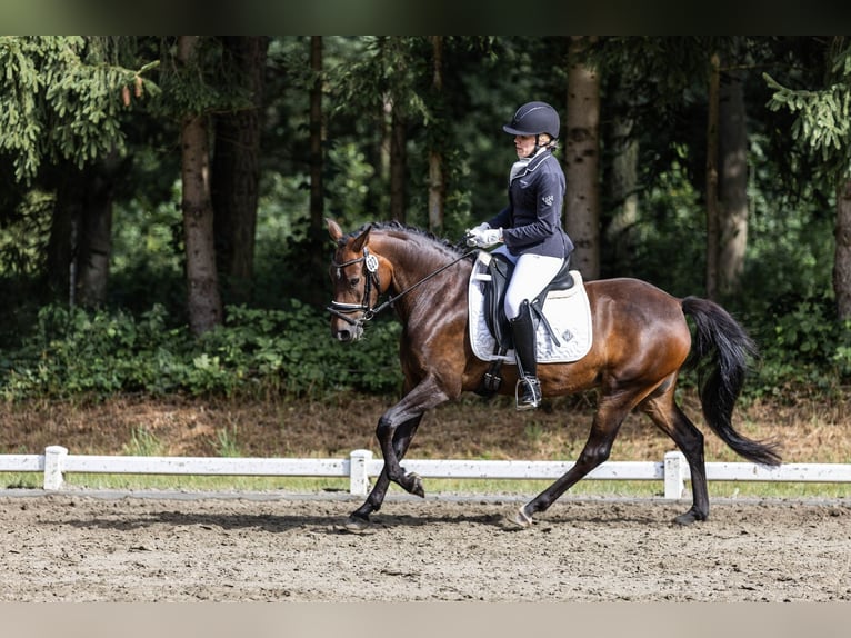 New Forest Pony Mare 6 years 14,1 hh Bay-Dark in PinnebergPinneberg