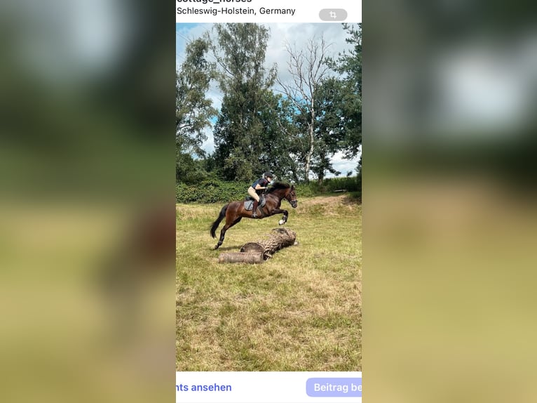 New Forest Pony Mare 6 years 14,1 hh Bay-Dark in PinnebergPinneberg