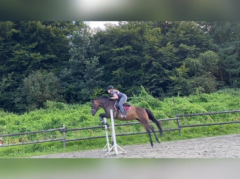 New Forest Pony Mare 6 years 14,1 hh Bay-Dark in PinnebergPinneberg
