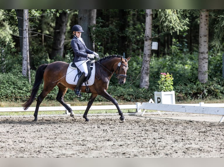 New Forest Pony Mare 6 years 14,1 hh Bay-Dark in PinnebergPinneberg