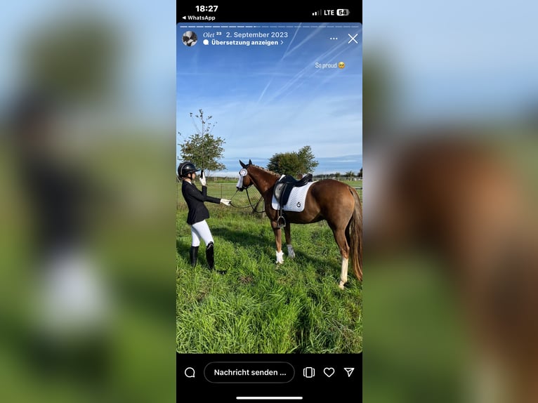 New Forest Pony Mare 6 years 14,1 hh Brown in Swisttal