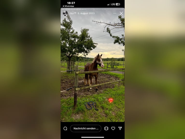 New Forest Pony Mare 6 years 14,1 hh Brown in Swisttal