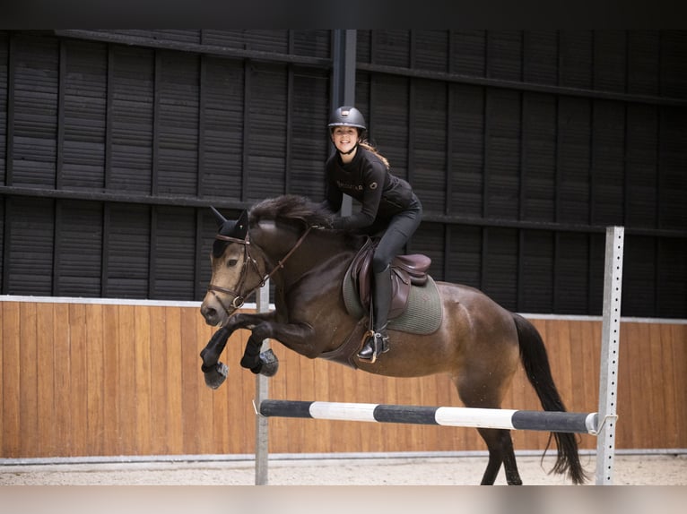 New Forest Pony Mare 6 years 14,1 hh in Moergestel