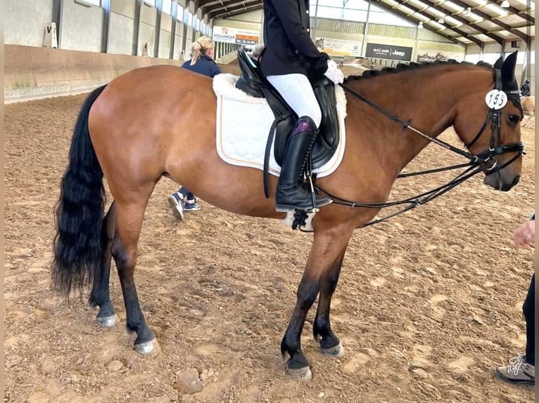 New Forest Pony Mare 7 years 13.3 hh Brown in Strassen
