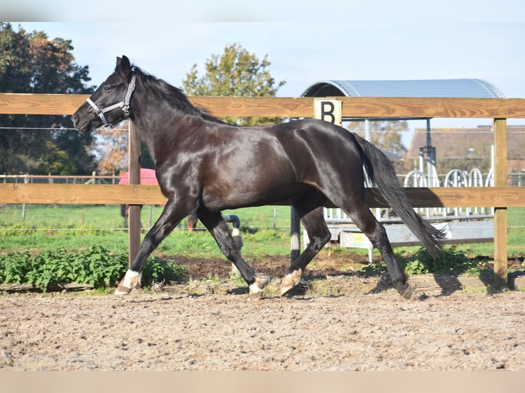New Forest Pony Mare 7 years 13,2 hh Black in Achtmaal