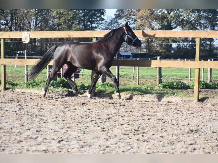 New Forest Pony Mare 7 years 13,2 hh Black in Achtmaal