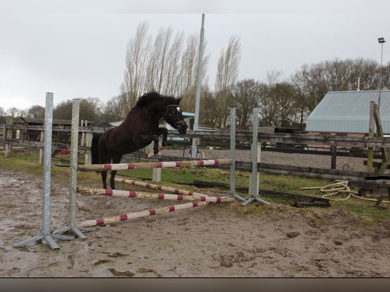New Forest Pony Mare 7 years 13,2 hh Black in Achtmaal