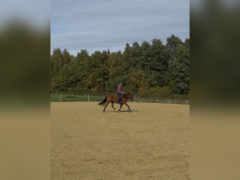 New Forest Pony Mare 7 years 13,3 hh Brown in Heinzenbach