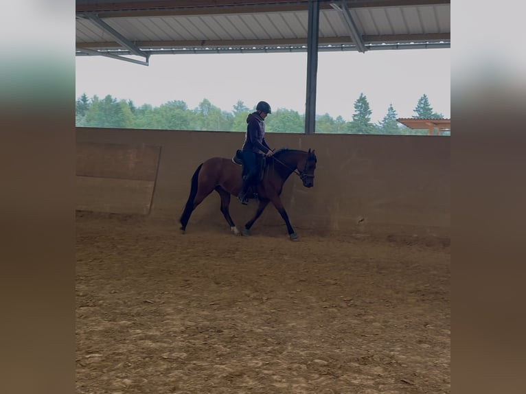 New Forest Pony Mare 7 years 13,3 hh Brown in Heinzenbach