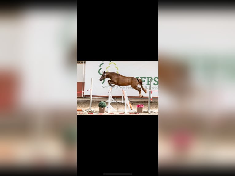 New Forest Pony Mare 7 years 14.1 hh Chestnut-Red in Borger