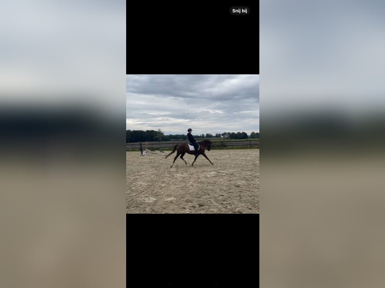 New Forest Pony Mare 7 years 14.1 hh Chestnut-Red in Borger