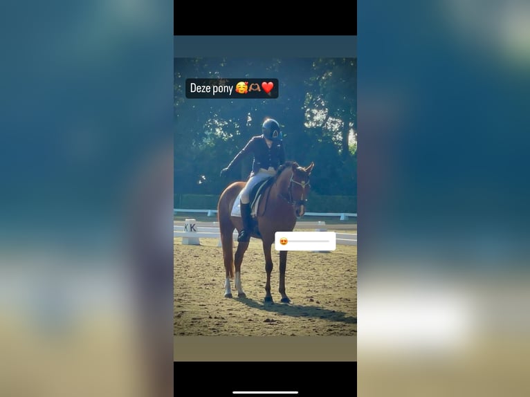 New Forest Pony Mare 7 years 14.1 hh Chestnut-Red in Borger